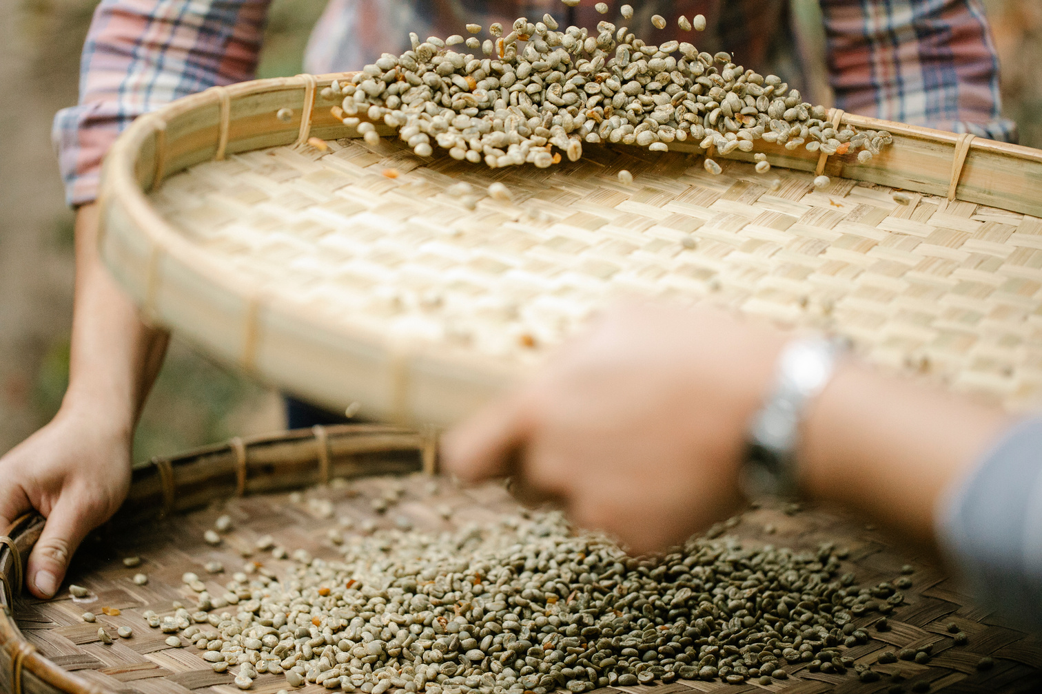 Crop farmers with bamboo trays sorting dry coffee beans