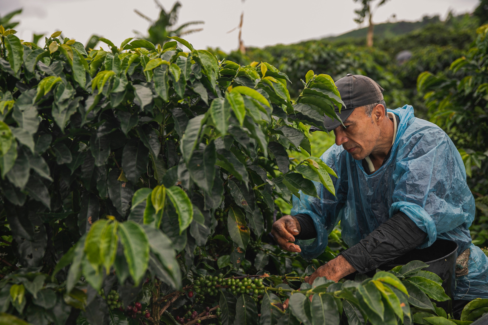 Farmer Harvesting Coffee Beans in Plantation